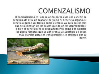 El comensalismo es una relación por la cual una especie se
beneficia de otra sin causarle perjuicio ni beneficio alguno. El
beneficio puede ser trófico como ejemplo las aves carroñeras
que se alimentan de los restos que dejan los depredadores,
o bien el beneficio es el desplazamiento como por ejemplo
los peces rémoras que se adhieren a la superficie de peces
más grandes para ser transportados sin esfuerzo por su
parte.

 