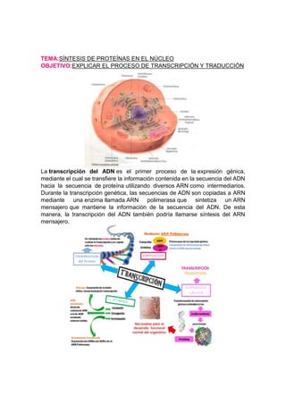 TEMA:SÍNTESIS DE PROTEÍNAS EN EL NÚCLEO
OBJETIVO:EXPLICAR EL PROCESO DE TRANSCRIPCIÓN Y TRADUCCIÓN

La transcripción del ADN es el primer proceso de la expresión génica,
mediante el cual se transfiere la información contenida en la secuencia del ADN
hacia la secuencia de proteína utilizando diversos ARN como intermediarios.
Durante la transcripción genética, las secuencias de ADN son copiadas a ARN
mediante una enzima llamada ARN polimerasa que sintetiza un ARN
mensajero que mantiene la información de la secuencia del ADN. De esta
manera, la transcripción del ADN también podría llamarse síntesis del ARN
mensajero.

 