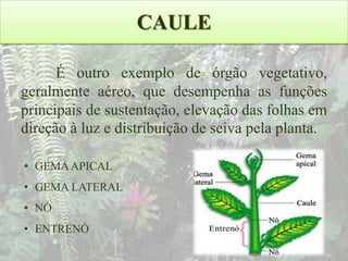 CAULE
É outro exemplo de órgão vegetativo,
geralmente aéreo, que desempenha as funções
principais de sustentação, elevação das folhas em
direção à luz e distribuição de seiva pela planta.
• GEMA APICAL
• GEMA LATERAL

• NÓ
• ENTRENÓ

 