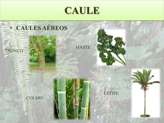 CAULE
• CAULES AÉREOS
HASTE

TRONCO

ESTIPE
COLMO

 