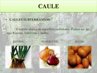 CAULE
• CAULES SUBTERRÂNEOS

Crescem abaixo da superfície (substrato). Podem ser do
tipo Rizoma, Tubérculo e Bulbo.
RIZOMA

TUBÉRCULO

BULBO

 