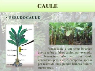 CAULE
• PSEUDOCAULE

Pseudocaule é um temo botânico
que se refere a falsos caules, por exemplo,
as bananeiras não tem um caule
verdadeiro pois este é composto apenas
por restos de suas grandes bainhas foliares
superpostas.

 