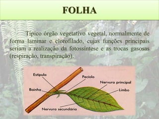 FOLHA
Típico órgão vegetativo vegetal, normalmente de
forma laminar e clorofilado, cujas funções principais
seriam a realização da fotossíntese e as trocas gasosas
(respiração, transpiração).

 