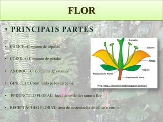 FLOR
• PRINCIPAIS PARTES
• CÁLICE: Conjunto de sépalas

• COROLA: Conjunto de pétalas
• ANDROCEU: Conjunto de estames
• GINECEU: Constituído pelos carpelos.
•

PEDÚNCULO FLORAL: local de união do ramo a flor

• RECEPTÁCULO FLORAL: área de sustentação do cálice e corola.

 