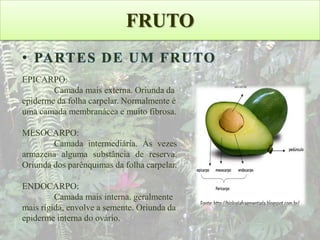 FRUTO
• PARTES DE UM FRUTO
EPICARPO:
Camada mais externa. Oriunda da
epiderme da folha carpelar. Normalmente é
uma camada membranácea e muito fibrosa.
MESOCARPO:
Camada intermediária. Às vezes
armazena alguma substância de reserva.
Oriunda dos parênquimas da folha carpelar.
ENDOCARPO:
Camada mais interna. geralmente
mais rígida, envolve a semente. Oriunda da
epiderme interna do ovário.

 