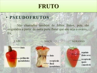 FRUTO
• PSEUDOFRUTOS
São chamados também de falsos frutos, pois são
originados a partir de outra parte floral que não seja o ovário.
Ex:
CAJU

MAÇÃ

MORANGO

 