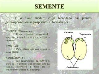 SEMENTE
É o óvulo maduro e já fecundado das plantas
gimnospermas ou angiospermas. É formada por:
TEGUMENTO (ou casca):
É um envoltório pouco rígido,
que tem a função proteger e semear a
semente.

EMBRIÃO:
Parte interna que dará origem a
nova planta.
COTILÉDONES :
são reservatórios de nutrientes
para que o embrião que também esta na
semente sobreviva e possa até se
desenvolver usando essas reservas.

 