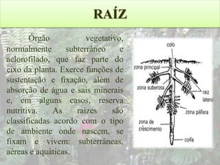 RAÍZ
Órgão
vegetativo,
normalmente
subterrâneo
e
aclorofilado, que faz parte do
eixo da planta. Exerce funções de
sustentação e fixação, além de
absorção de água e sais minerais
e, em alguns casos, reserva
nutritiva.
As
raízes
são
classificadas acordo com o tipo
de ambiente onde nascem, se
fixam e vivem: subterrâneas,
aéreas e aquáticas.

 