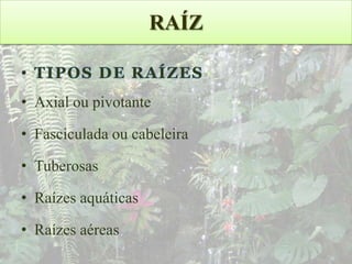 RAÍZ
• TIPOS DE RAÍZES

• Axial ou pivotante
• Fasciculada ou cabeleira

• Tuberosas
• Raízes aquáticas
• Raízes aéreas

 