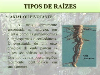 TIPOS DE RAÍZES
• AXIAL OU PIVOTANTE
.

A mais comumente
encontrada na natureza, em
plantas como as gimnospermas
e angiospermas dicotiledôneas.
É constituída de um eixo
principal de onde partem as
raízes secundárias ou laterais.
Este tipo de raiz possui regiões
facilmente identificáveis em
sua estrutura.

 