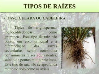 TIPOS DE RAÍZES
• FASCICULADA OU CABELEIRA
Típica de angiospermas
monocotiledôneas
como
gramíneas. Este tipo de raiz não
possui um eixo principal e a
diferenciação
das
raízes
secundárias, sendo constituída
por inúmeras raízes equivalentes,
saindo de pontos muito próximos.
Este tipo de raiz não se aprofunda
muito no solo como as axiais.

 