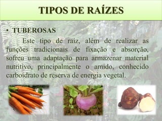 TIPOS DE RAÍZES
• TUBEROSAS
Este tipo de raiz, além de realizar as
funções tradicionais de fixação e absorção,
sofreu uma adaptação para armazenar material
nutritivo, principalmente o amido, conhecido
carboidrato de reserva de energia vegetal.

 