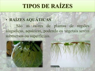 TIPOS DE RAÍZES
• RAÍZES AQUÁTICAS
São as raízes de plantas de regiões
alagadiças, aquáticas, podendo os vegetais serem
submersos ou superficiais.

 