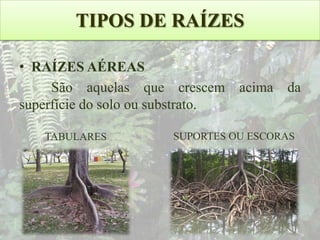 TIPOS DE RAÍZES
• RAÍZES AÉREAS
São aquelas que crescem acima da
superfície do solo ou substrato.
TABULARES

SUPORTES OU ESCORAS

 