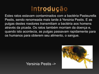 Estes ratos estavam contaminados com a bactéria Pasteurella
Pestis, sendo renomeada mais tarde à Yersinia Pestis. E as
pulgas destes roedores transmitiam a bactéria aos homens
através da picada. Os ratos também morriam da doença e,
quando isto acontecia, as pulgas passavam rapidamente para
os humanos para obterem seu alimento, o sangue.
Yersinia Pestis ->
 