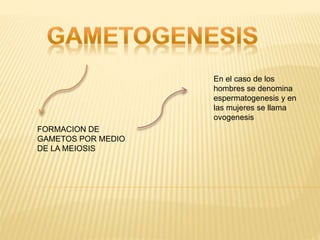 FORMACION DE
GAMETOS POR MEDIO
DE LA MEIOSIS
En el caso de los
hombres se denomina
espermatogenesis y en
las mujeres se llama
ovogenesis
 