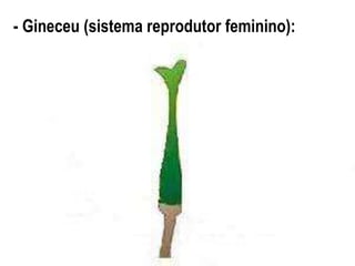 - Gineceu (sistema reprodutor feminino):
 