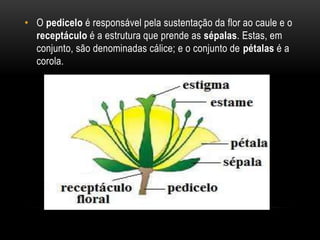• O pedicelo é responsável pela sustentação da flor ao caule e o
receptáculo é a estrutura que prende as sépalas. Estas, em
conjunto, são denominadas cálice; e o conjunto de pétalas é a
corola.
 