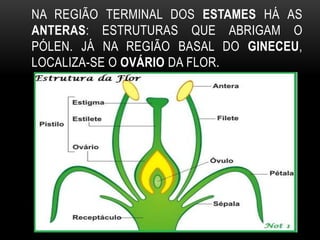 NA REGIÃO TERMINAL DOS ESTAMES HÁ AS
ANTERAS: ESTRUTURAS QUE ABRIGAM O
PÓLEN. JÁ NA REGIÃO BASAL DO GINECEU,
LOCALIZA-SE O OVÁRIO DA FLOR.
 