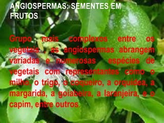 Grupo mais complexos entre os
vegetais , as angiospermas abrangem
variadas e numerosas espécies de
vegetais com representantes como o
milho, o trigo, o coqueiro, a orquídea, a
margarida, a goiabeira, a laranjeira, e o
capim, entre outros.
ANGIOSPERMAS: SEMENTES EM
FRUTOS
 