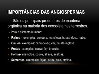 IMPORTÂNCIAS DAS ANGIOSPERMAS
São os principais produtores de manteria
orgânica na maioria dos ecossistemas terrestres.
- Para o alimento humano:
• Raízes - exemplos: cenoura, mandioca, batata-doce, nabo.
• Caules- exemplos: cana-de-açúcar, batata-inglesa.
• Frutos- exemplos: couve-flor, brocolis.
• Folhas- exemplos: couve, alface, acelgas.
• Sementes- exemplos: feijão, arroz, soja, ervilha.
 
