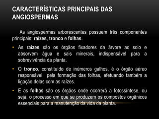 CARACTERÍSTICAS PRINCIPAIS DAS
ANGIOSPERMAS
As angiospermas arborescentes possuem três componentes
principais: raízes, tronco e folhas.
• As raízes são os órgãos fixadores da árvore ao solo e
absorvem água e sais minerais, indispensável para a
sobrevivência da planta.
• O tronco, constituído de inúmeros galhos, é o órgão aéreo
responsável pela formação das folhas, efetuando também a
ligação delas com as raízes.
• E as folhas são os órgãos onde ocorrerá a fotossíntese, ou
seja, o processo em que se produzem os compostos orgânicos
essenciais para a manutenção da vida da planta.
 