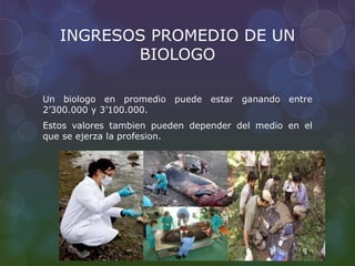 INGRESOS PROMEDIO DE UN
BIOLOGO
Un biologo en promedio puede estar ganando entre
2’300.000 y 3’100.000.
Estos valores tambien pueden depender del medio en el
que se ejerza la profesion.
 