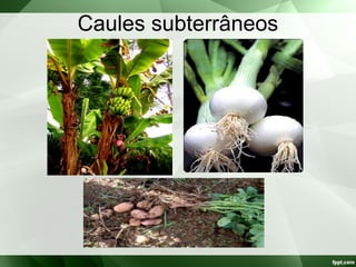 Caules subterrâneos
 