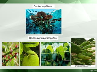 Caules aquáticos
Caules com modificações
 