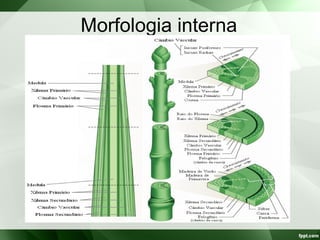Morfologia interna
 