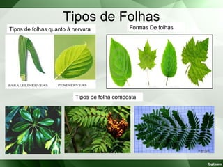Tipos de Folhas
Tipos de folhas quanto á nervura Formas De folhas
Tipos de folha composta
 