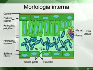 Morfologia interna
 
