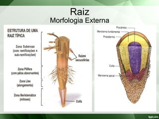 Raiz
Morfologia Externa
 