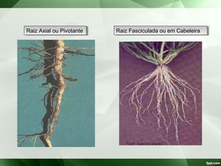 Raiz Axial ou PivotanteRaiz Axial ou Pivotante Raiz Fasciculada ou em CabeleiraRaiz Fasciculada ou em Cabeleira
 