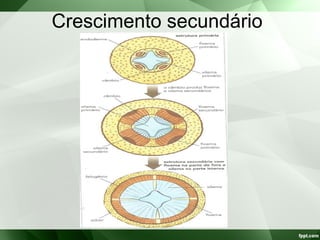 Crescimento secundário
 
