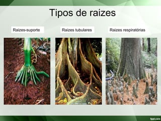 Tipos de raizes
Raizes-suporte Raizes tubulares Raizes respiratórias
 