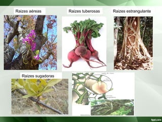 Raizes aéreas Raizes tuberosas Raizes estrangulante
Raizes sugadoras
 