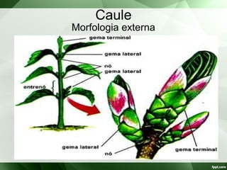 Caule
Morfologia externa
 
