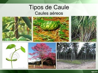 Tipos de Caule
Caules aéreos
 