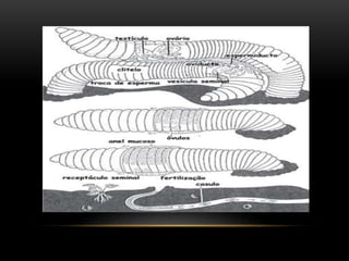 Moluscos e Anelídios 