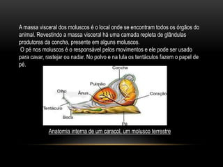 A massa visceral dos moluscos é o local onde se encontram todos os órgãos do 
animal. Revestindo a massa visceral há uma camada repleta de glândulas 
produtoras da concha, presente em alguns moluscos. 
O pé nos moluscos é o responsável pelos movimentos e ele pode ser usado 
para cavar, rastejar ou nadar. No polvo e na lula os tentáculos fazem o papel de 
pé. 
Anatomia interna de um caracol, um molusco terrestre 
 