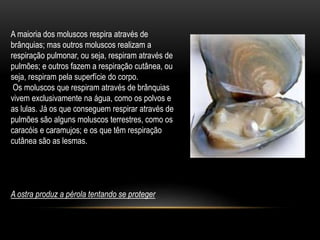 A maioria dos moluscos respira através de 
brânquias; mas outros moluscos realizam a 
respiração pulmonar, ou seja, respiram através de 
pulmões; e outros fazem a respiração cutânea, ou 
seja, respiram pela superfície do corpo. 
Os moluscos que respiram através de brânquias 
vivem exclusivamente na água, como os polvos e 
as lulas. Já os que conseguem respirar através de 
pulmões são alguns moluscos terrestres, como os 
caracóis e caramujos; e os que têm respiração 
cutânea são as lesmas. 
A ostra produz a pérola tentando se proteger 
 