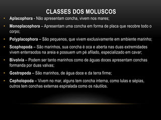 CLASSES DOS MOLUSCOS 
• Aplacophora - Não apresentam concha, vivem nos mares; 
• Monoplacophora – Apresentam uma concha em forma de placa que recobre todo o 
corpo; 
• Polyplacophora – São pequenos, que vivem exclusivamente em ambiente marinho; 
• Scophopoda – São marinhos, sua concha é oca e aberta nas duas extremidades 
vivem enterraodos na areia e possuem um pé afilado, especializado em cavar; 
• Bivolvia – Podem ser tanto marinhos como de águas doces apresentam conchas 
formanda por duas valvas; 
• Gostropoda – São marinhos, de água doce e da terra firme; 
• Cepholopoda – Vivem no mar, alguns tem concha interna, como lulas e sépias, 
outros tem conchas externas espiralada como os náutilos. 
 