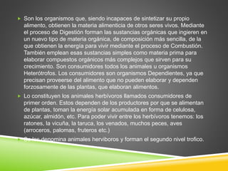  Son los organismos que, siendo incapaces de sintetizar su propio 
alimento, obtienen la materia alimenticia de otros seres vivos. Mediante 
el proceso de Digestión forman las sustancias orgánicas que ingieren en 
un nuevo tipo de materia orgánica, de composición más sencilla, de la 
que obtienen la energía para vivir mediante el proceso de Combustión. 
También emplean esas sustancias simples como materia prima para 
elaborar compuestos orgánicos más complejos que sirven para su 
crecimiento. Son consumidores todos los animales u organismos 
Heterótrofos. Los consumidores son organismos Dependientes, ya que 
precisan proveerse del alimento que no pueden elaborar y dependen 
forzosamente de las plantas, que elaboran alimentos. 
 Lo constituyen los animales herbívoros llamados consumidores de 
primer orden. Estos dependen de los productores por que se alimentan 
de plantas, toman la energía solar acumulada en forma de celulosa, 
azúcar, almidón, etc. Para poder vivir entre los herbívoros tenemos: los 
ratones, la vicuña, la taruca, los venados, muchos peces, aves 
(arroceros, palomas, fruteros etc.) 
 Se les denomina animales herviboros y forman el segundo nivel trofico. 
 