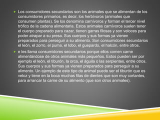  Los consumidores secundarios son los animales que se alimentan de los 
consumidores primarios, es decir, los herbívoros (animales que 
consumen plantas). Se los denomina carnívoros y forman el tercer nivel 
trófico de la cadena alimentaria. Estos animales carnívoros suelen tener 
el cuerpo preparado para cazar, tienen garras filosas y son veloces para 
poder atrapar a su presa. Sus cuerpos y sus formas ya vienen 
preparados para perseguir a su alimento. Son consumidores secundarios 
el león, el zorro, el puma, el lobo, el guepardo, el halcón, entre otros. 
 e les llama consumidores secundarios porque ellos comen carne 
alimentándose de otros animales más pequeños. Estos pueden ser por 
ejemplo el león, el tiburón, la orca, el águila o las serpientes, entre otros. 
Sus cuerpos y sus formas ya vienen preparados para perseguir a su 
alimento. Un ejemplo de este tipo de animal puede ser el tiburón que es 
veloz y tiene en la boca muchas filas de dientes que son muy cortantes, 
para arrancar la carne de su alimento (que son otros animales). 
 