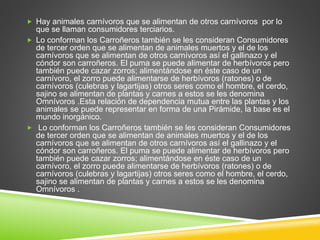  Hay animales carnívoros que se alimentan de otros carnívoros por lo 
que se llaman consumidores terciarios. 
 Lo conforman los Carroñeros también se les consideran Consumidores 
de tercer orden que se alimentan de animales muertos y el de los 
carnívoros que se alimentan de otros carnívoros así el gallinazo y el 
cóndor son carroñeros. El puma se puede alimentar de herbívoros pero 
también puede cazar zorros; alimentándose en éste caso de un 
carnívoro, el zorro puede alimentarse de herbívoros (ratones) o de 
carnívoros (culebras y lagartijas) otros seres como el hombre, el cerdo, 
sajino se alimentan de plantas y carnes a estos se les denomina 
Omnívoros .Esta relación de dependencia mutua entre las plantas y los 
animales se puede representar en forma de una Pirámide, la base es el 
mundo inorgánico. 
 Lo conforman los Carroñeros también se les consideran Consumidores 
de tercer orden que se alimentan de animales muertos y el de los 
carnívoros que se alimentan de otros carnívoros así el gallinazo y el 
cóndor son carroñeros. El puma se puede alimentar de herbívoros pero 
también puede cazar zorros; alimentándose en éste caso de un 
carnívoro, el zorro puede alimentarse de herbívoros (ratones) o de 
carnívoros (culebras y lagartijas) otros seres como el hombre, el cerdo, 
sajino se alimentan de plantas y carnes a estos se les denomina 
Omnívoros . 
 