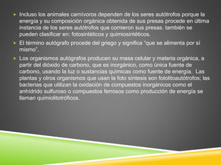  Incluso los animales carnívoros dependen de los seres autótrofos porque la 
energía y su composición orgánica obtenida de sus presas procede en última 
instancia de los seres autótrofos que comieron sus presas. también se 
pueden clasificar en: fotosintéticos y quimiosintéticos. 
 El término autógrafo procede del griego y significa “que se alimenta por sí 
mismo”. 
 Los organismos autógrafos producen su masa celular y materia orgánica, a 
partir del dióxido de carbono, que es inorgánico, como única fuente de 
carbono, usando la luz o sustancias químicas como fuente de energía. Las 
plantas y otros organismos que usan la foto síntesis son fotolitoautótrofos; las 
bacterias que utilizan la oxidación de compuestos inorgánicos como el 
anhídrido sulfuroso o compuestos ferrosos como producción de energía se 
llaman quimiolitotróficos. 
 