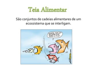 São conjuntos de cadeias alimentares de um 
ecossistema que se interligam. 
 
