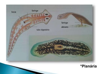 *Planária