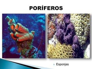  Esponjas